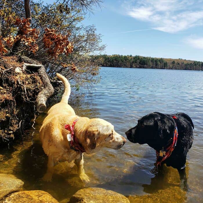 Golden Retriever and Black Labrador dogs meeting in a lake, enjoying outdoor nature scenery.