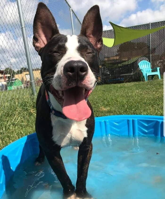 Adorable Boston Terrier dog with a happy expression, standing in a small blue pool on a sunny day in.