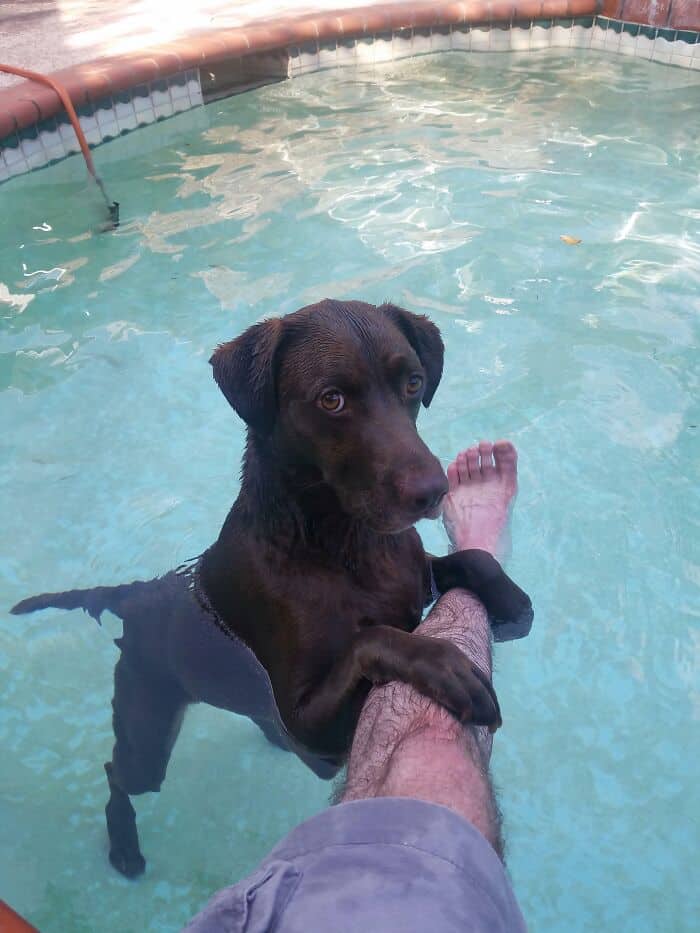 Adorable black dog swimming in pool holding onto person's leg.