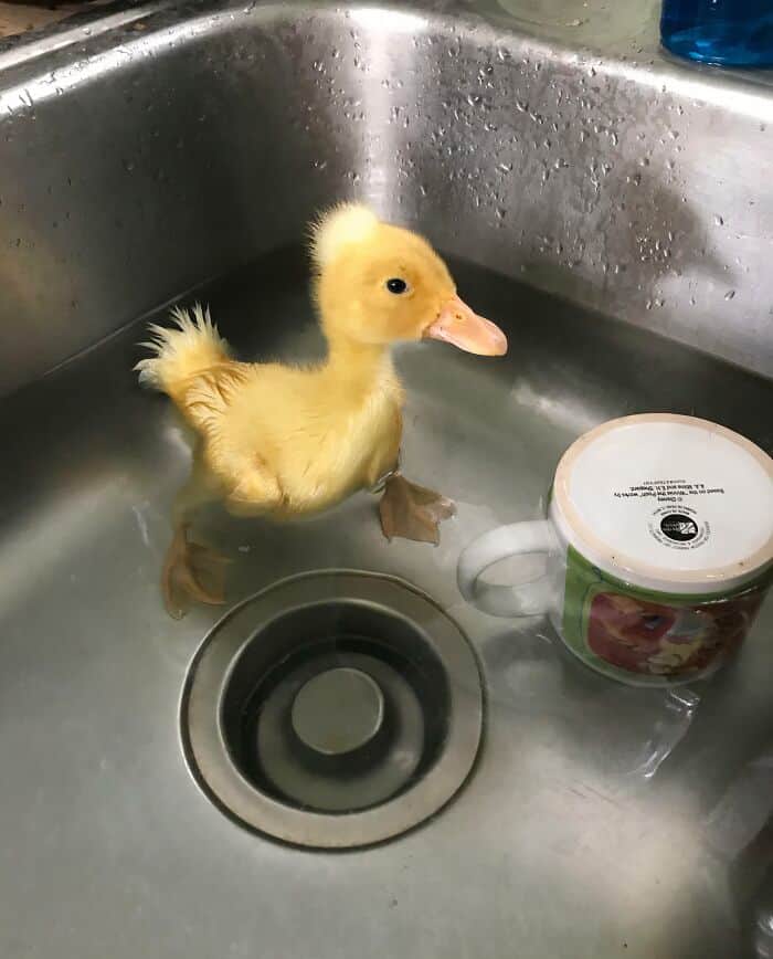 Duckling in sink, taking a bath with water and a container nearby.