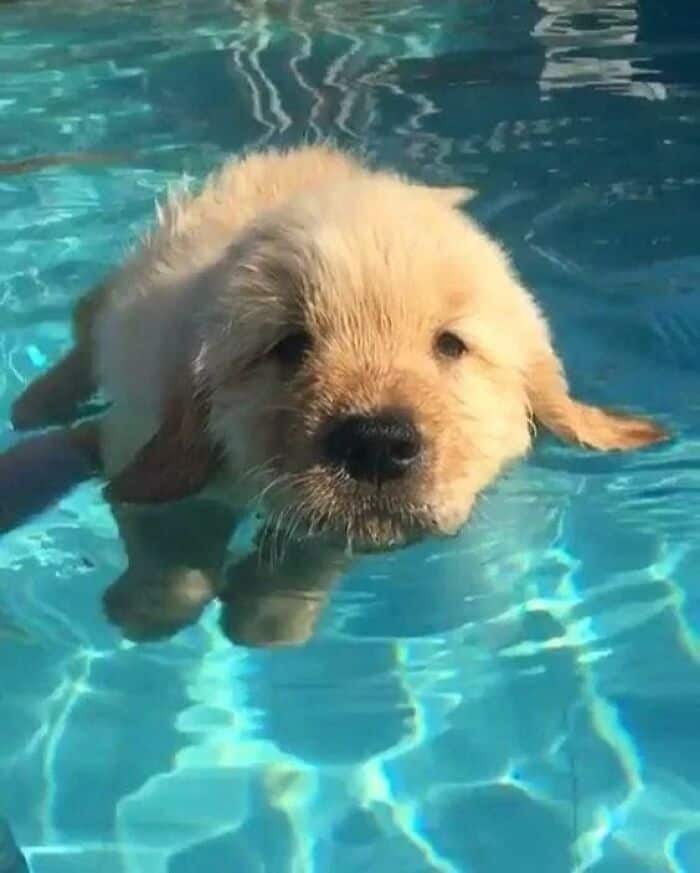 Adorable golden retriever puppy enjoying a swim in the pool. Perfect for pet lovers and summer fun.