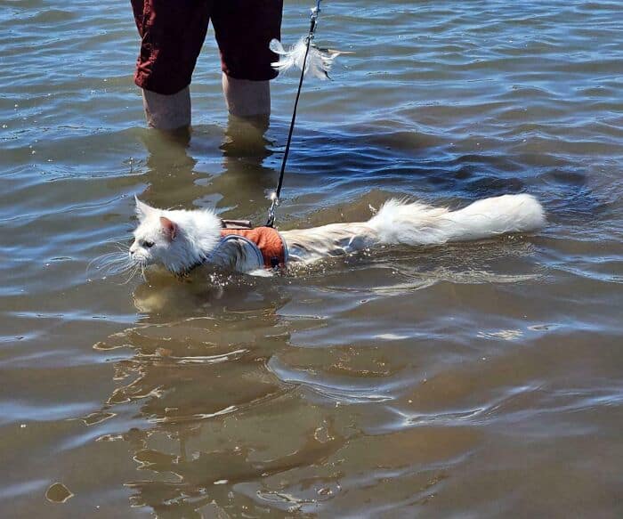 Dog swimming in water with person standing nearby, wearing a life jacket.