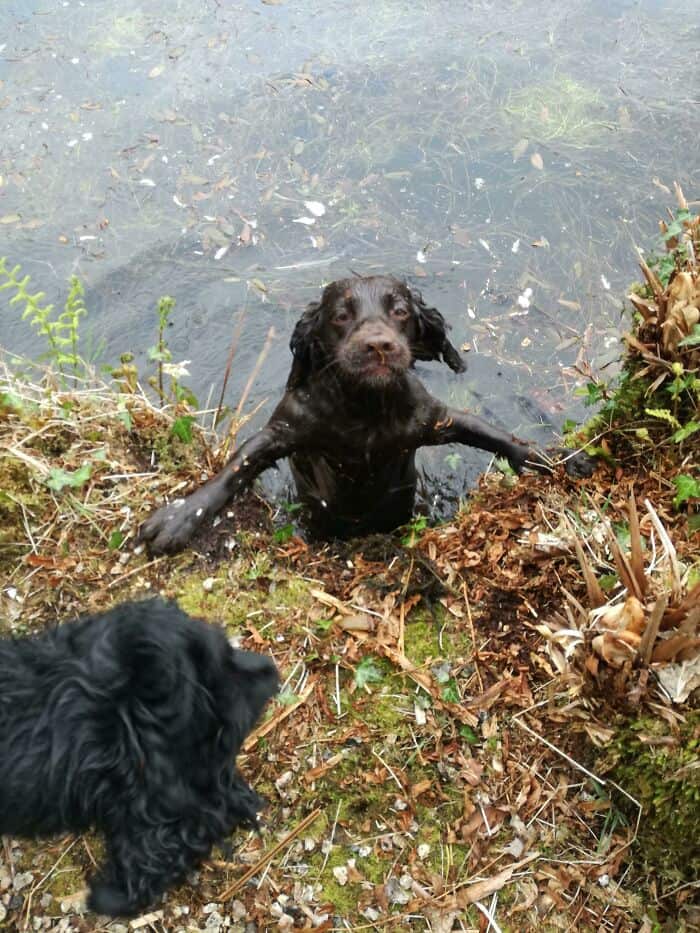 Wet brown dog swimming in pond with greenery and fallen leaves around the water's edge.
