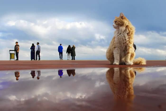 Large orange cat sitting near a reflective water surface with people in the background.