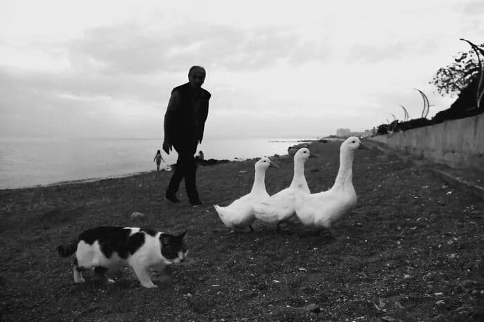 Man walking with three geese and a cat on a beach at sunset.
