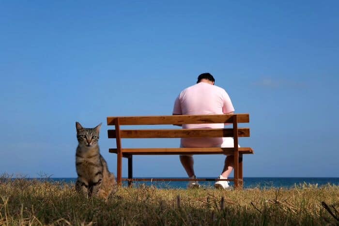 Bench and cat by the seaside with a person sitting on the bench, enjoying a peaceful moment outdoors.