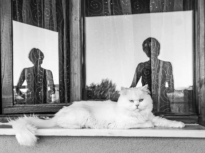 Reflection of a woman and cat silhouette in a window, black and white image.