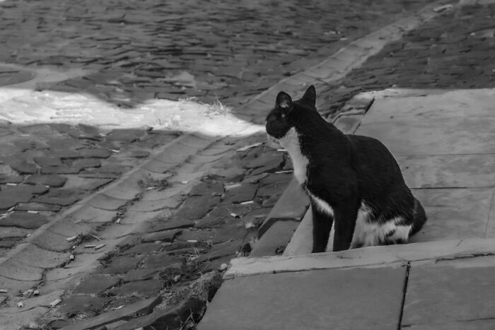 Black and white cat sitting on the edge of a water body, looking into the distance.