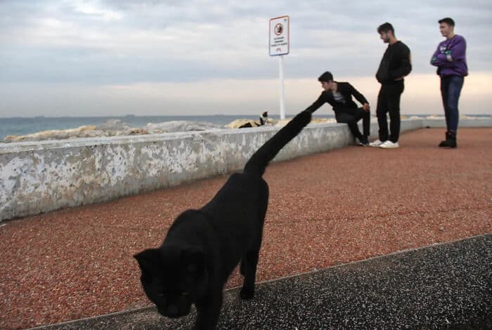 Black cat pulling on leash held by person on seaside promenade.