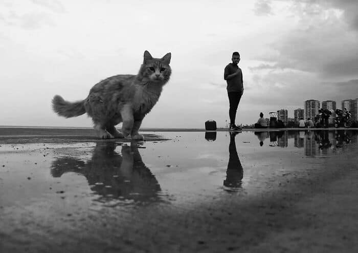 Cat and person reflection on wet surface at the beach, with city skyline in the background.