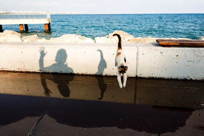 Shadow of a person and a cat on a concrete wall by the seaside.