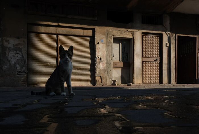 Black cat sitting in a dark alley near abandoned buildings at night.