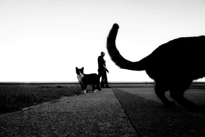 Man walking with two dogs on a sidewalk, large cat tail in foreground, black and white image.