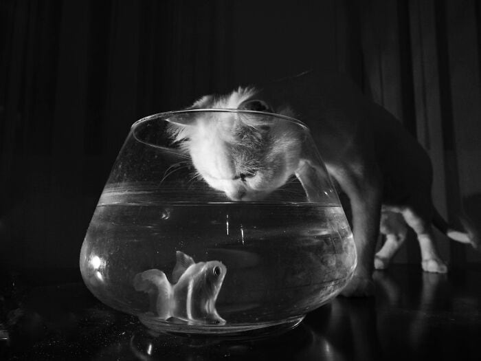 Fish in a bowl with a curious cat peering inside, black and white image.
