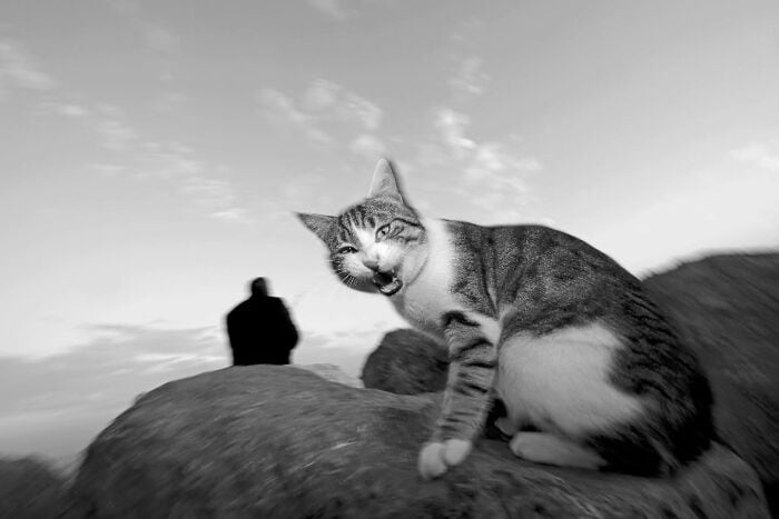 Cute cat sitting outdoors with a person in the background.