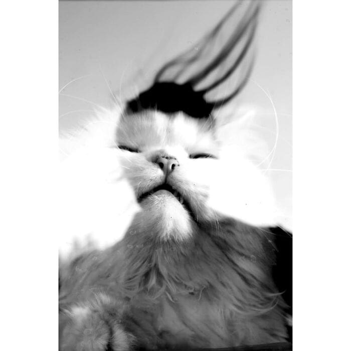 A black and white photo of a sleeping cat with a peaceful, relaxed expression.