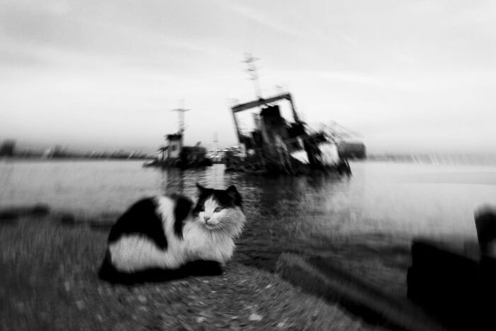 Abandoned shipwreck near shoreline with a black and white cat resting nearby.