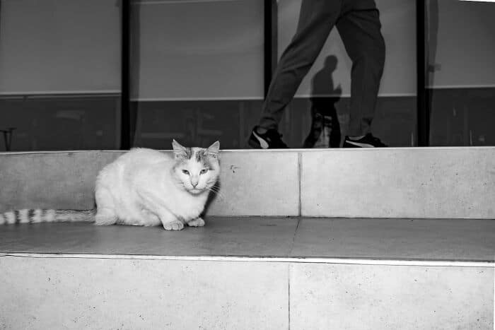 Cat sitting on steps outside a building with a person walking by in the background.