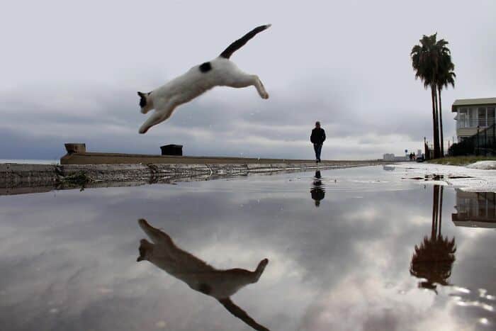 Jumping cat mid-air near the seaside with palm trees and cloudy sky in background.