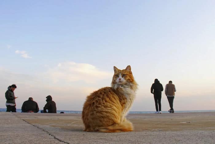 A fluffy orange tabby cat sitting on a seaside promenade with people walking and relaxing nearby.