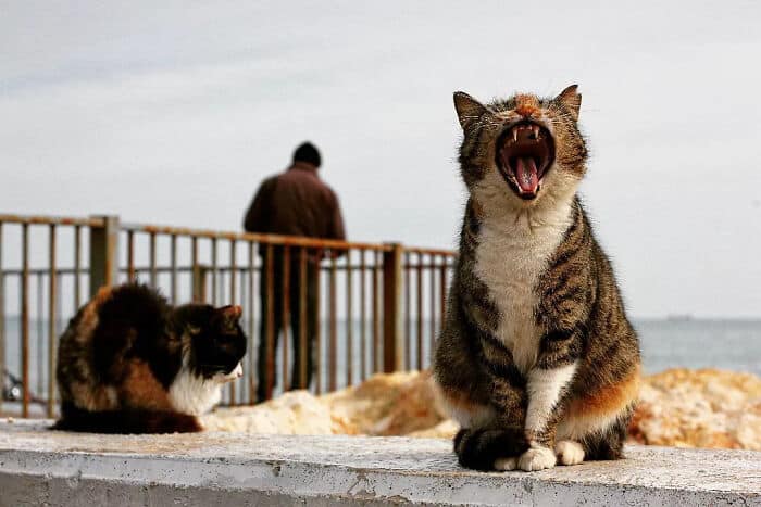 Playful cats on a seaside promenade with a person in the background, enjoying a day outdoors.
