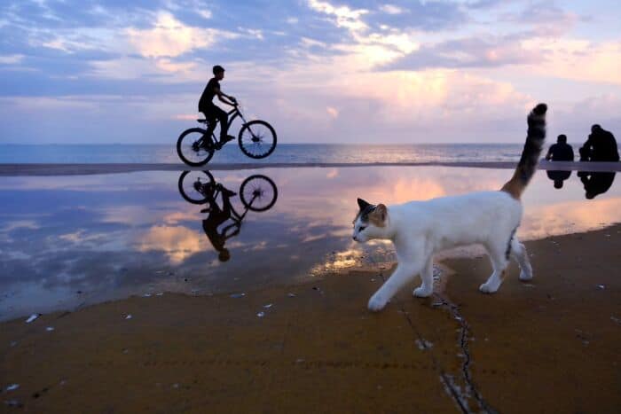 Biker riding bike and cat walking on wet sand at sunset by the ocean.
