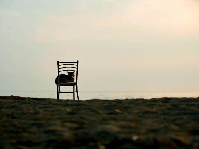 A cat sitting on a chair on the beach during sunset, with the ocean in the background and a calm, pe.