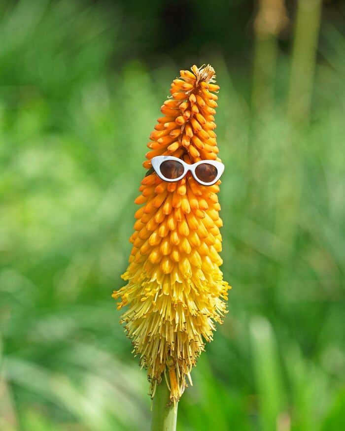 Sunflower with sunglasses, blending surrealism and humor in nature photography.