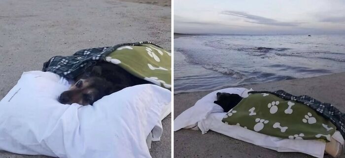 Dog resting on beach with blanket and pillow, enjoying a peaceful seaside nap. Perfect for relaxatio.