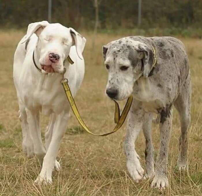 Adorable dogs with yellow collars sharing a leash outdoors in a grassy field.