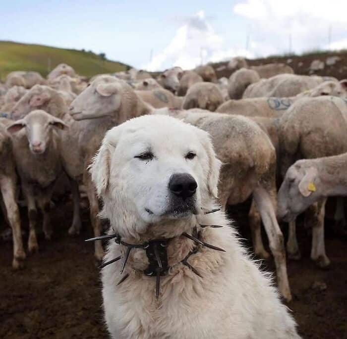 Sheepdog with a flock of sheep on a farm, showcasing herding skills in a pastoral setting.