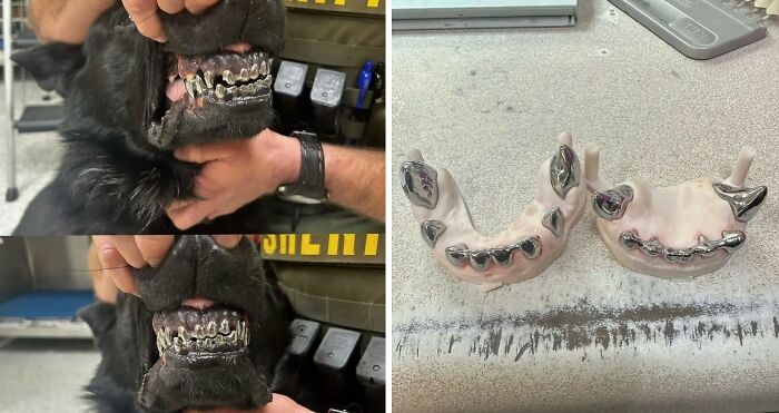 Dog with a metal dental grill, close-up of teeth.