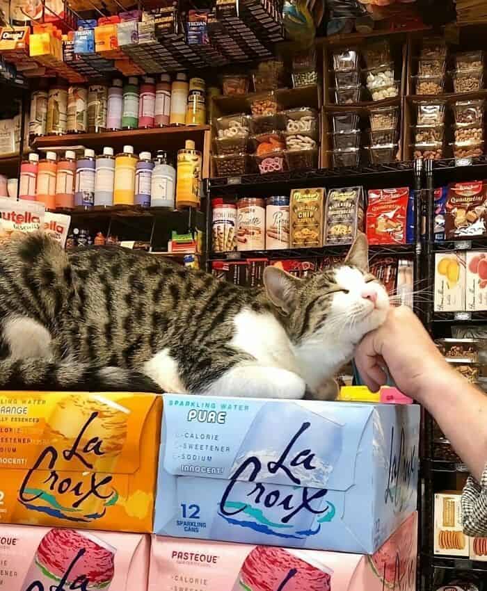Relaxed cat enjoying head scratches in a grocery store aisle.