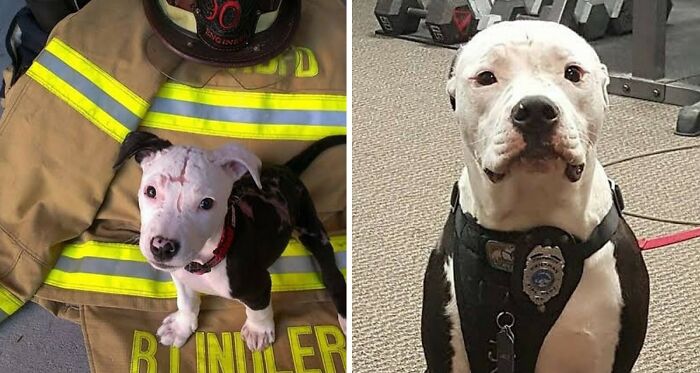 Rescue dog wearing firefighter gear with a firefighter in the background.