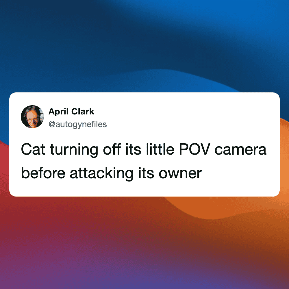 Funny cat blocking its POV camera with paw before attacking owner.