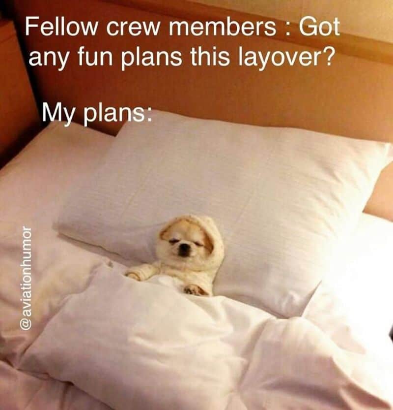 Dog in bed with a humorous caption about crew members and fun plans.