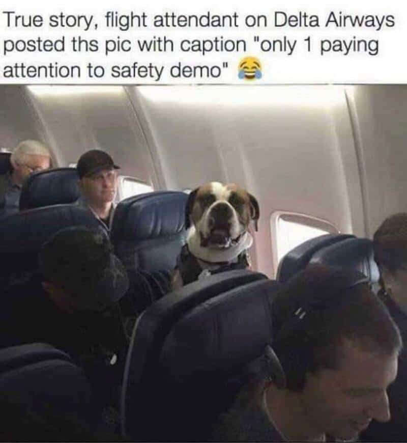 Dog sitting as a flight attendant on Delta Airways with passengers around.
