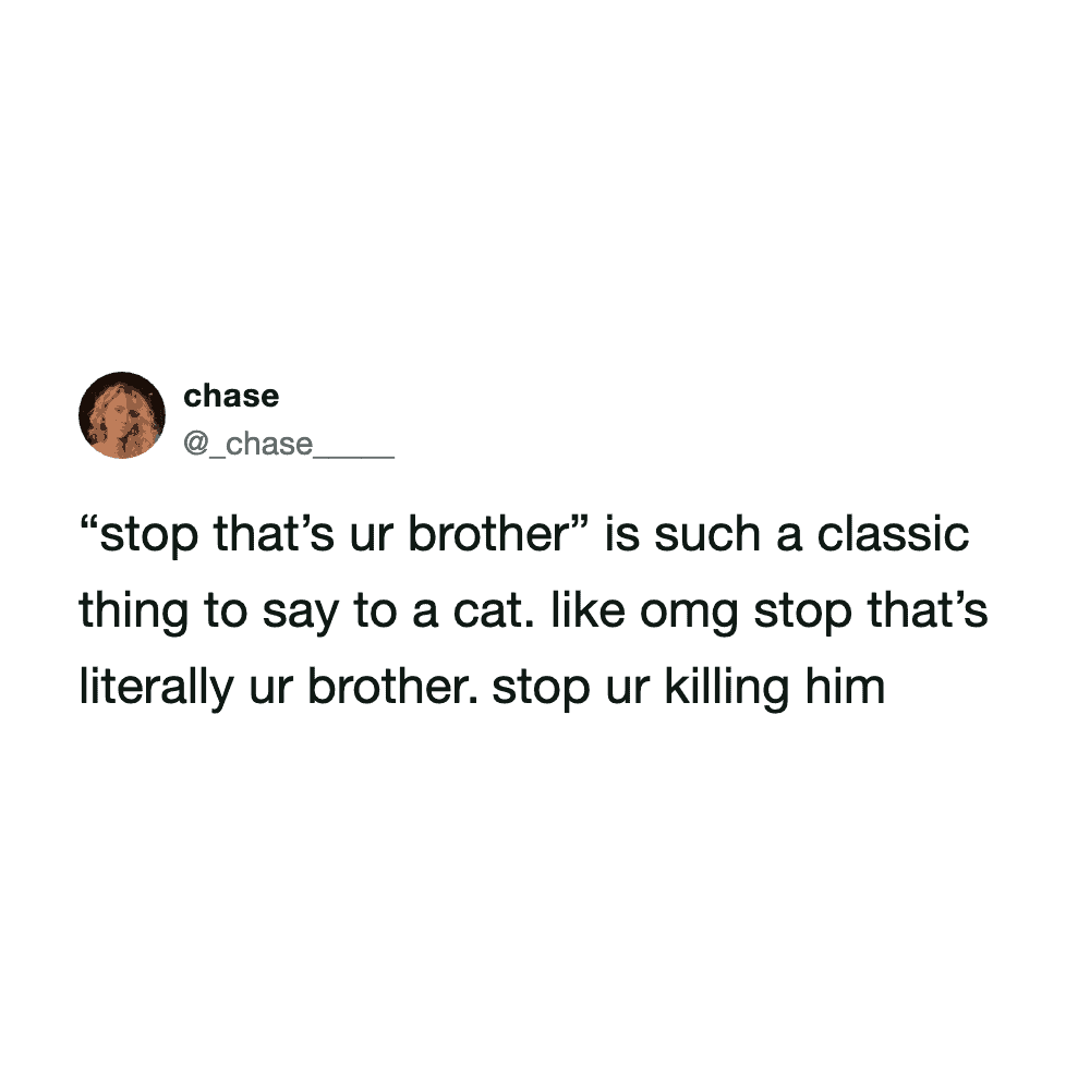Funny cat tweet about brotherly love and sibling rivalry.