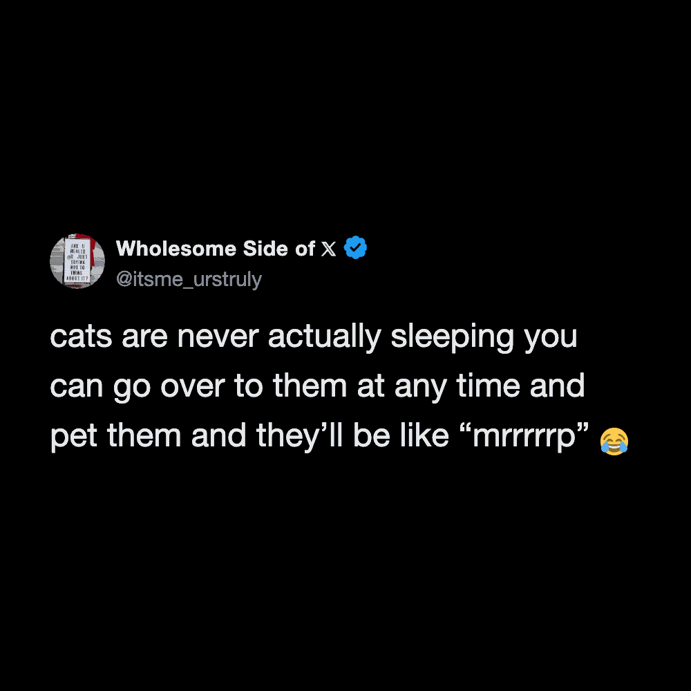 Humorous cat tweet about cats never truly sleeping and petting them anytime.