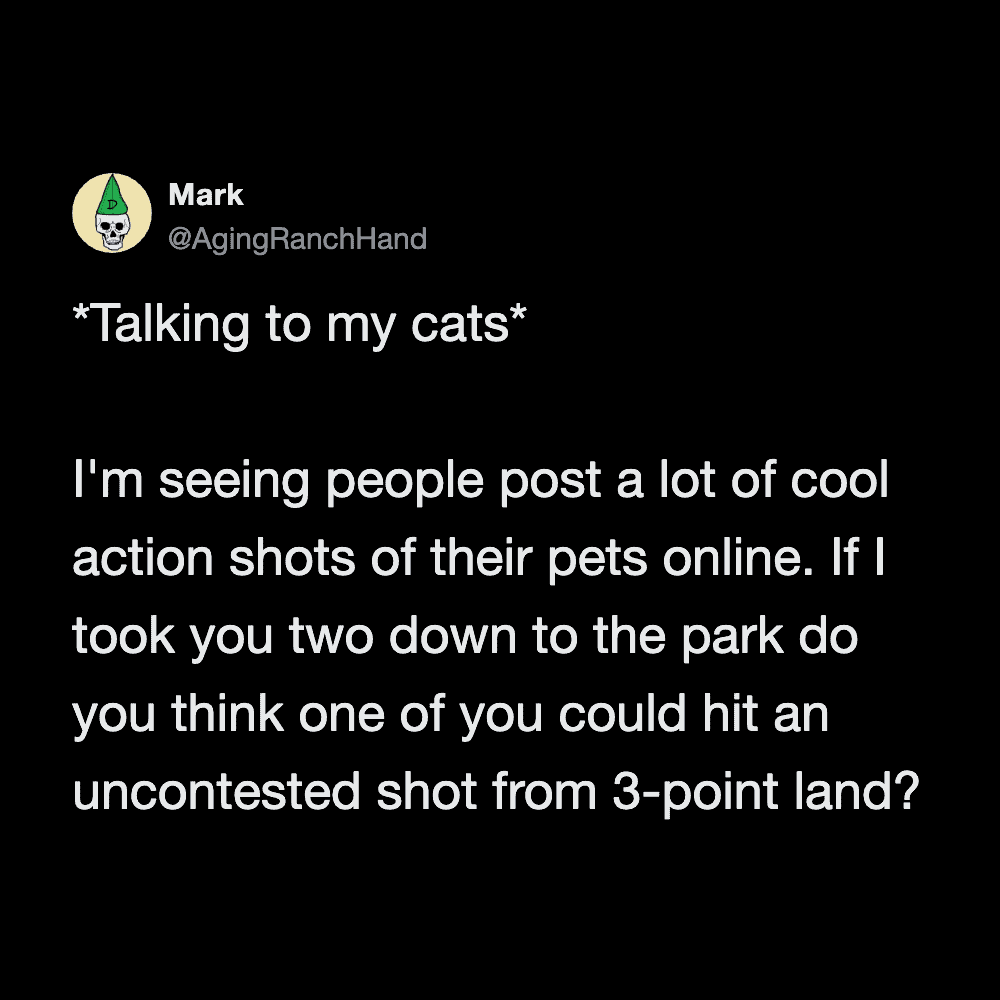 Funny cat tweet about taking photos of pets in the park.