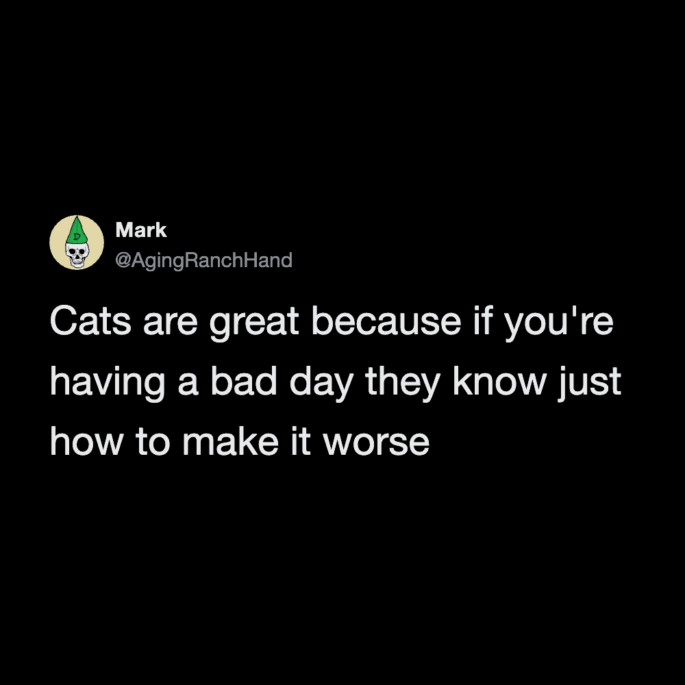 Humorous cat tweet about cats knowing how to make bad days worse.