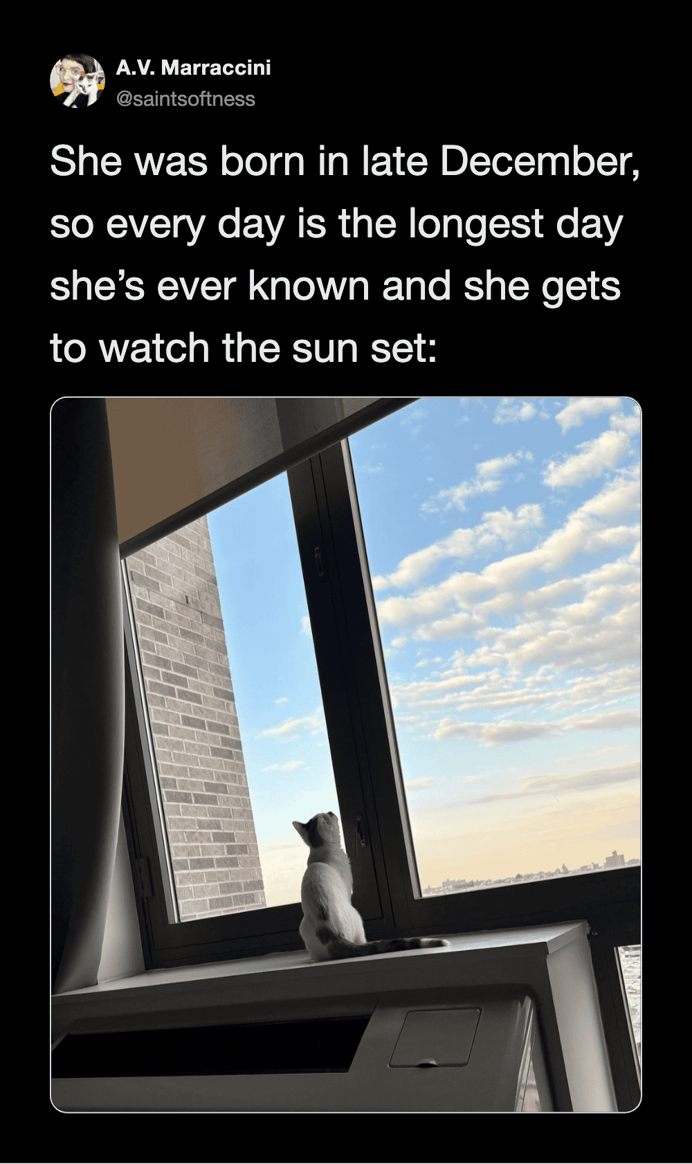 Cat sitting on windowsill watching sunset outside.