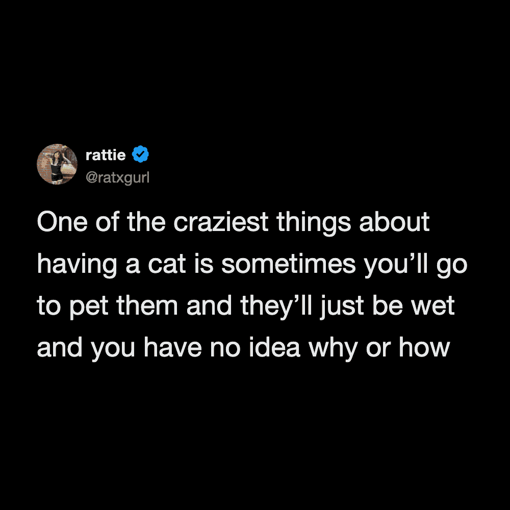 Cat tweets showing funny and unpredictable pet behavior.