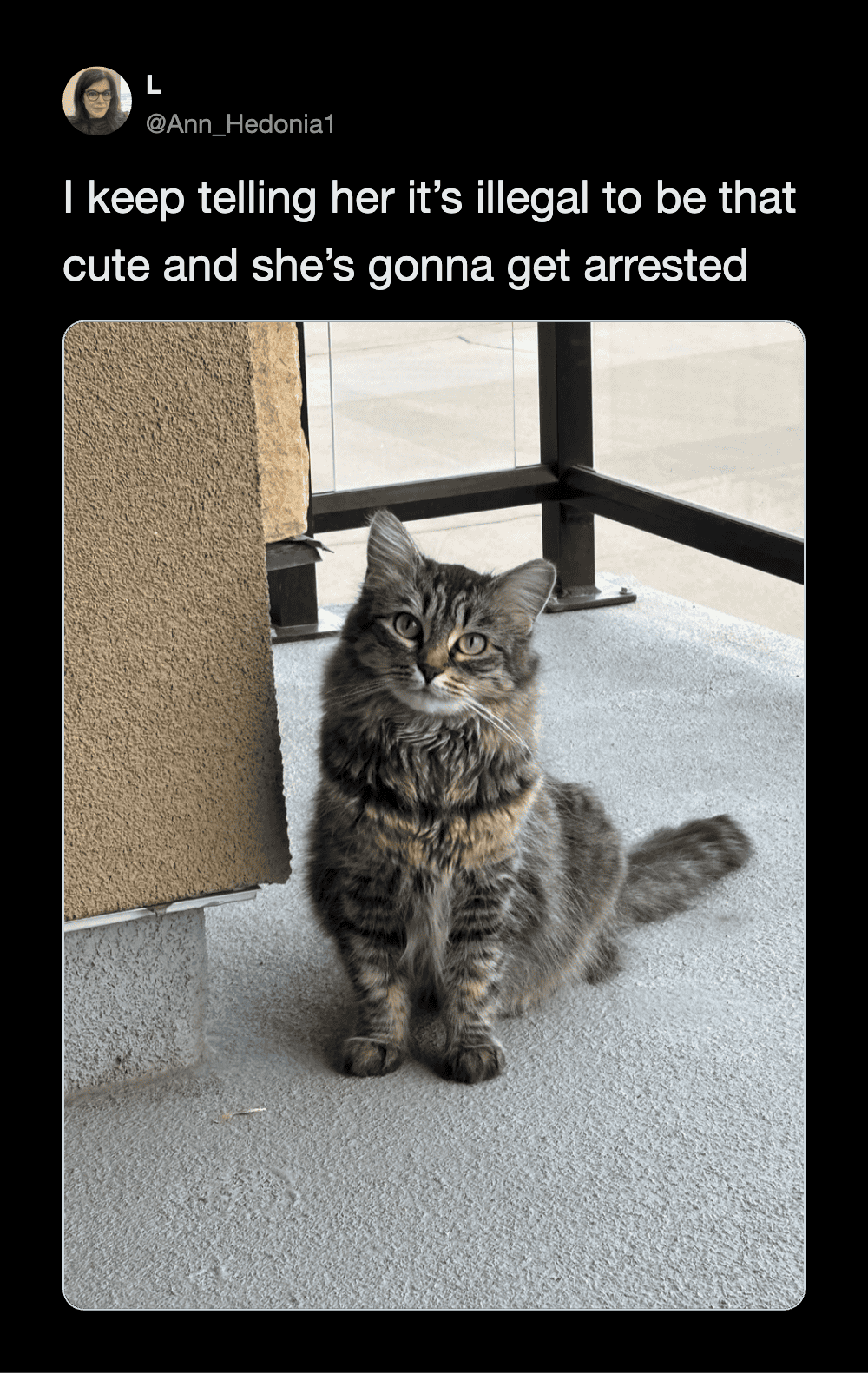 Adorable tabby cat sitting on balcony floor, looking curious and cute.