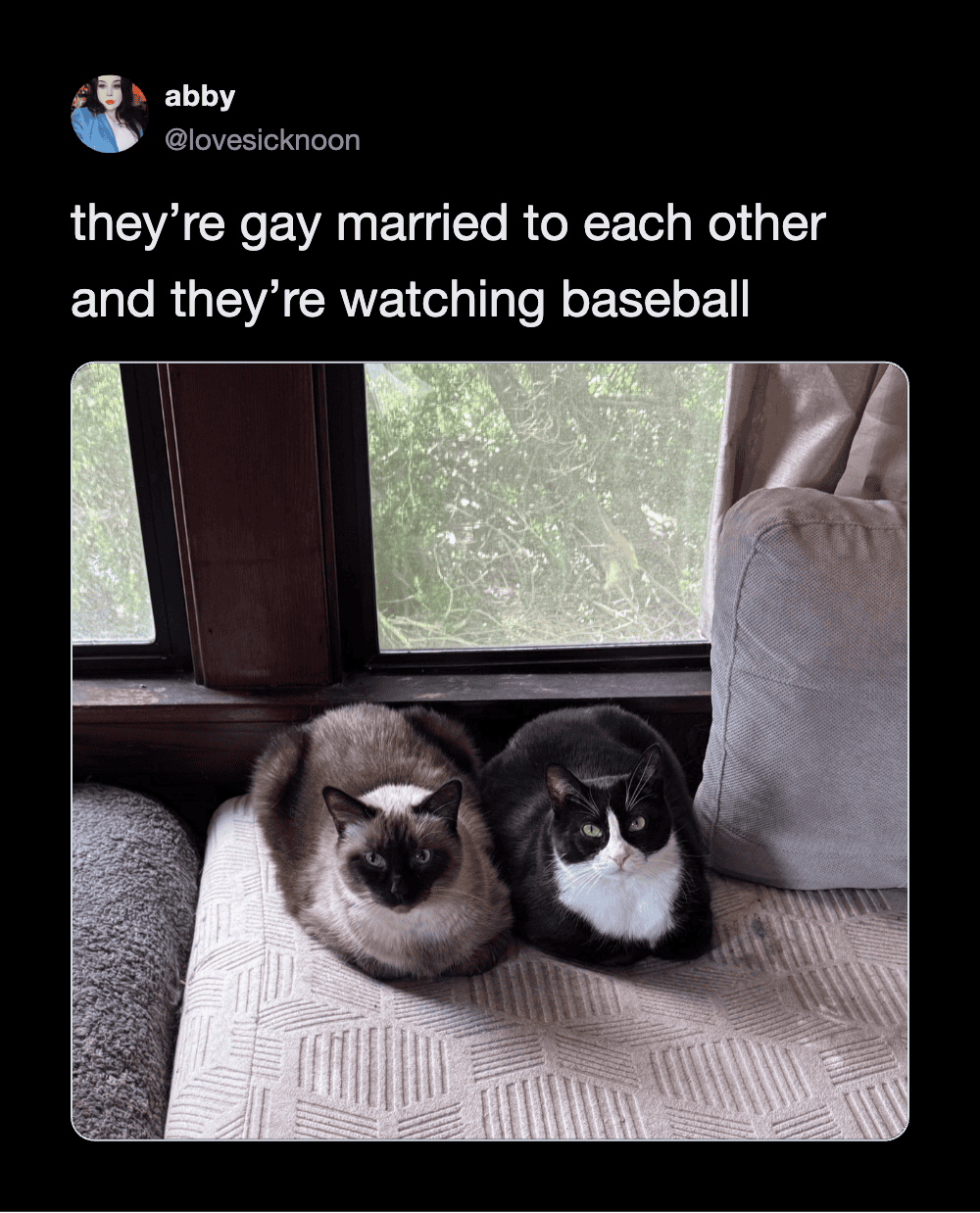 Charming cats sitting by the window, perfect for humorous cat tweets and funny pet images.