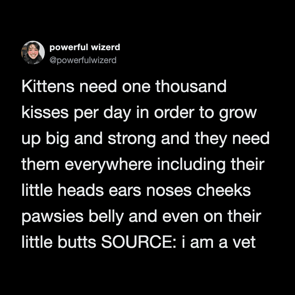 Cute kitten tweeting with a humorous caption about growth and love.