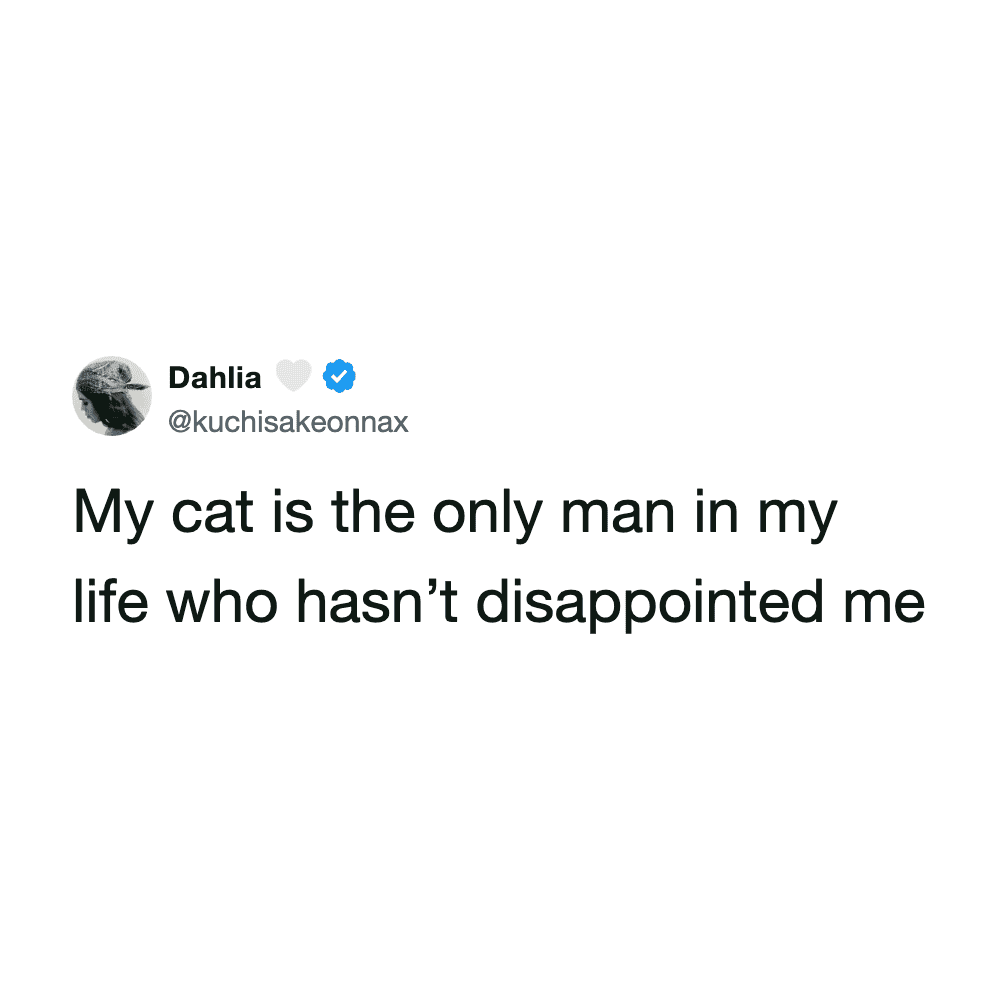 Cute cat tweeting, humorous pet meme about cats and their owners.