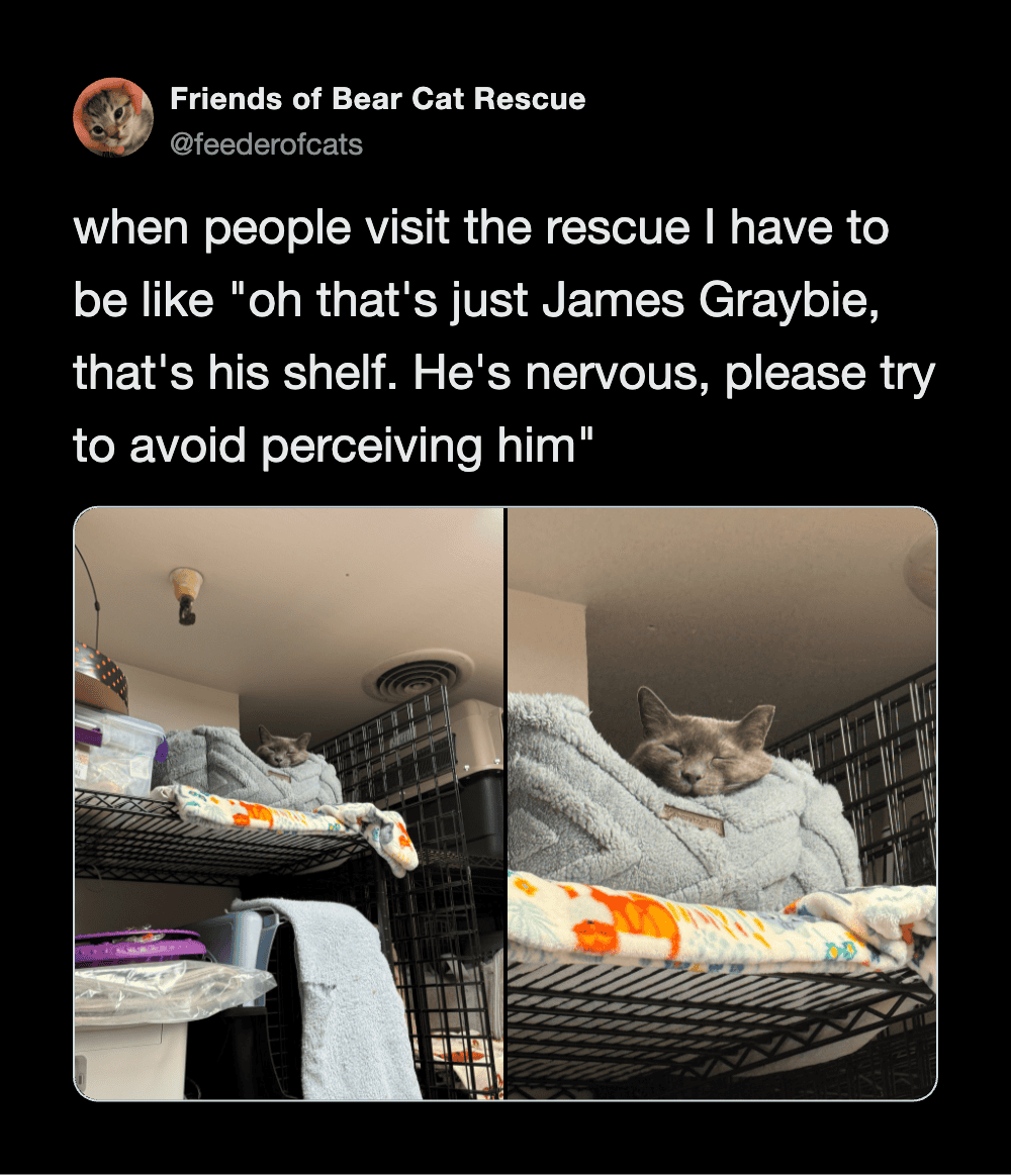 Cats on a shelf, one hiding behind blankets, in a cozy rescue environment.