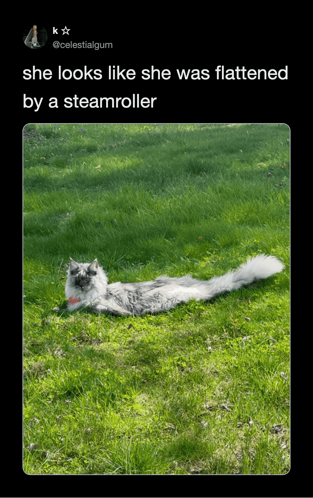 Cat lying on lush green grass, looking relaxed and stretched out, resembling a flattened steamroller.