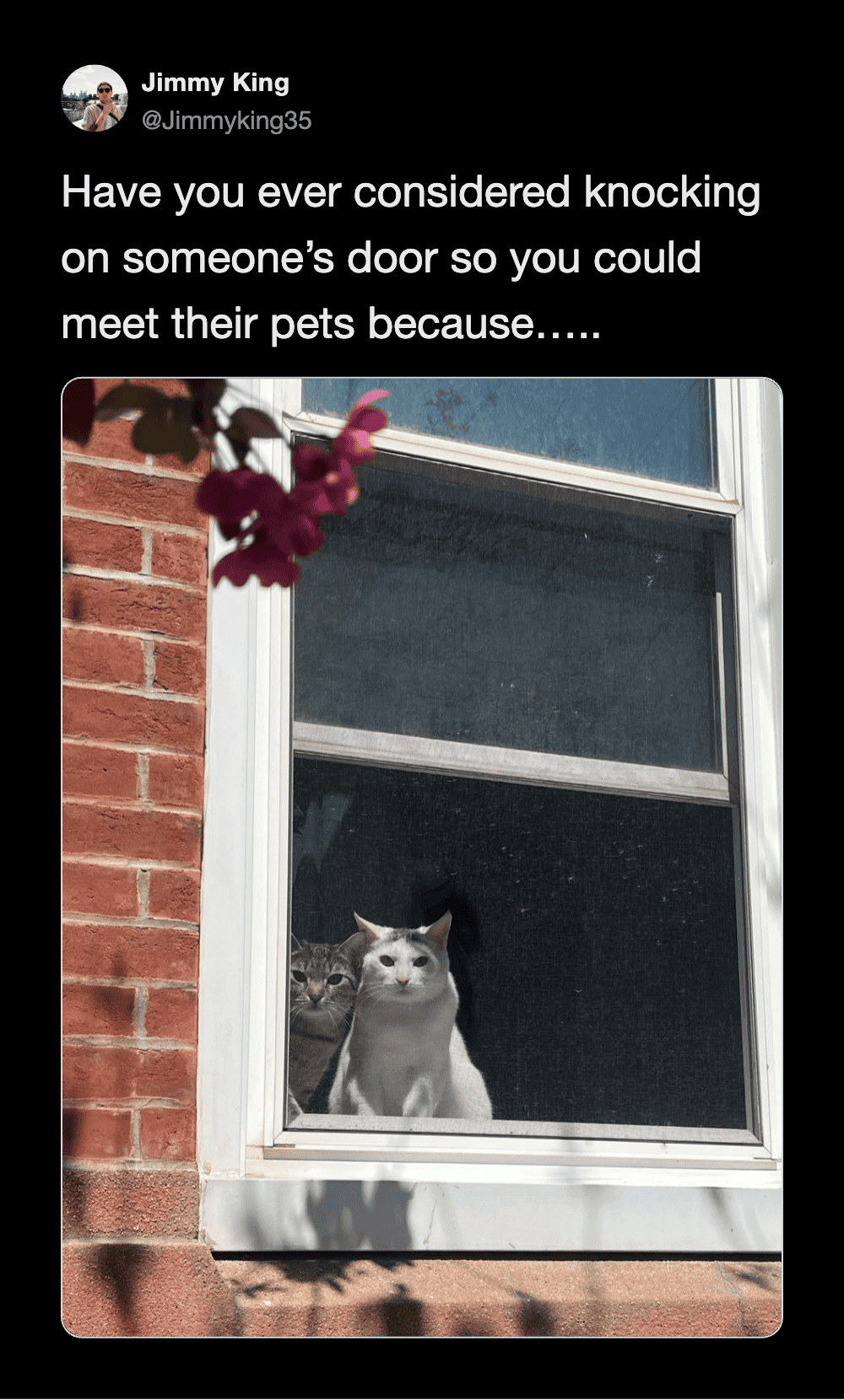 Cats looking out of a window, waiting to meet someone at the door.